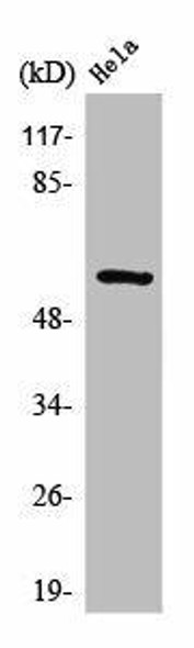 SYT1/SYT2 Antibody (PACO01563)