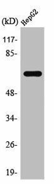 TAF15 Antibody (PACO01582)