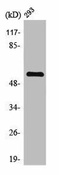 KLF11 Antibody (PACO01625)