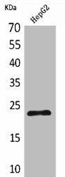 SNAP23 Antibody (PACO01942)
