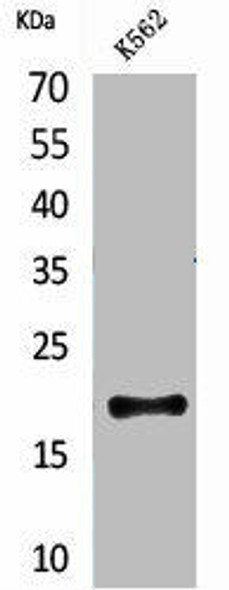 CD160 Antibody (PACO01987)