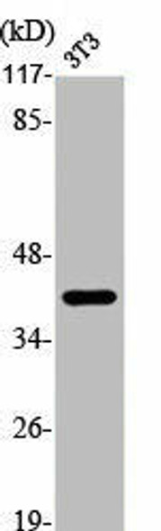 JUN/JUND Antibody (PACO06253)