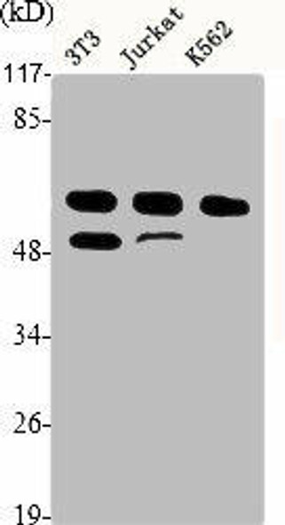 CCNA1/CCNA2 Antibody (PACO06389)