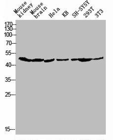 GPR173 Antibody (PACO06970)