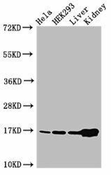 HIST1H3A (Ab-36) Antibody (PACO56510)