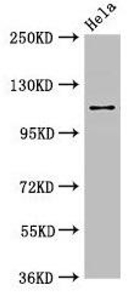 SEC23IP Antibody (PACO51242)