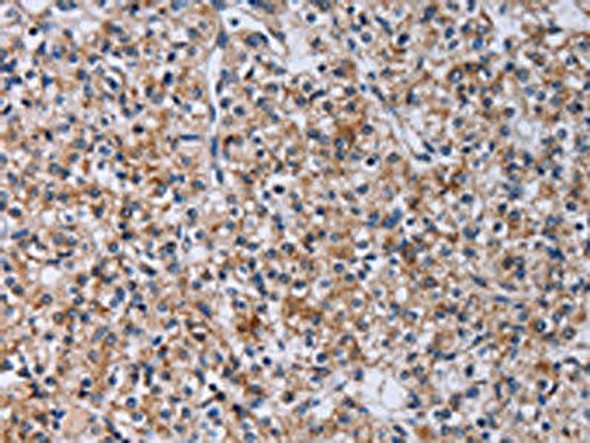 CA4 Antibody (PACO14181)