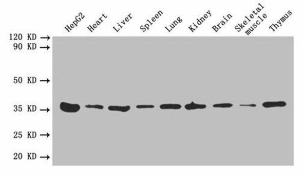 ANXA5 Antibody (PACO32172)