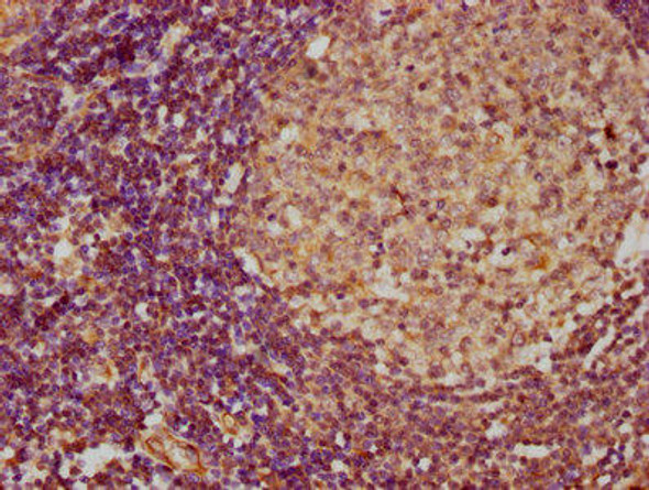 IL4 Antibody (PACO32228)