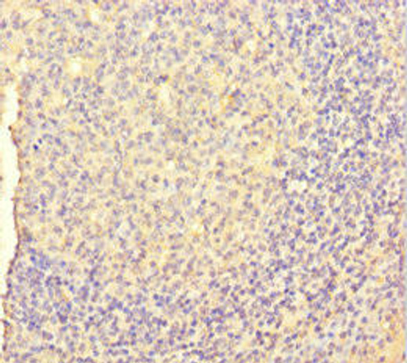 CSF1 Antibody (PACO32260)