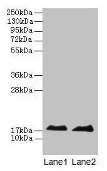 MB Antibody (PACO32496)