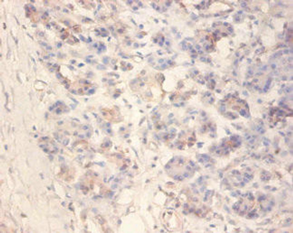 IAPP Antibody (PACO33200)