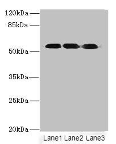 FZR1 Antibody (PACO42566)
