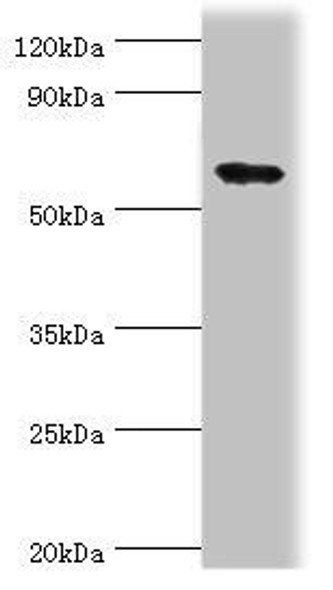 PADI4 Antibody (PACO43050)