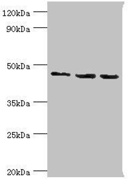 RBBP7 Antibody (PACO43090)