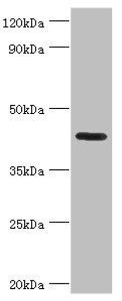 NPRL2 Antibody (PACO43094)