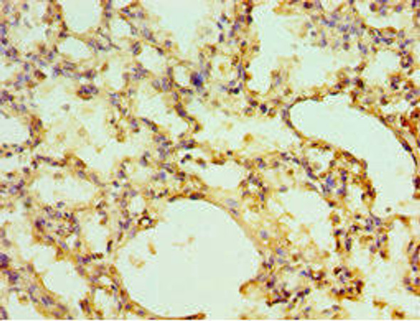 EGLN1 Antibody (PACO43171)