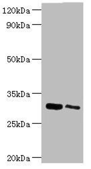 CLIC4 Antibody (PACO43175)