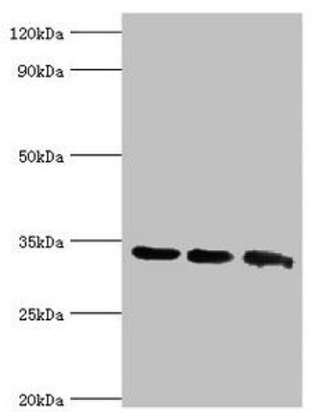 AQP4 Antibody (PACO43177)