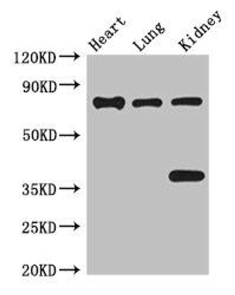 BRSK1 Antibody (PACO49242)