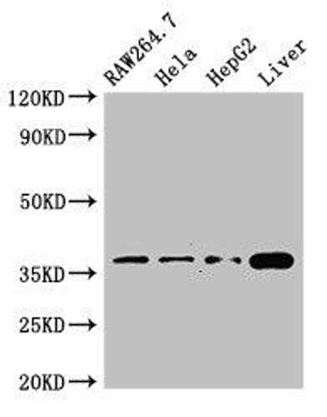 CDX4 Antibody (PACO49470)