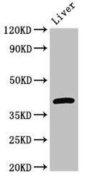 GNAT1 Antibody (PACO51566)