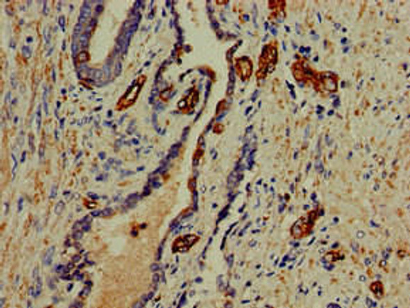 PFAS Antibody (PACO51802)
