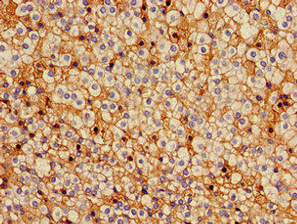 GJA5 Antibody (PACO53274)