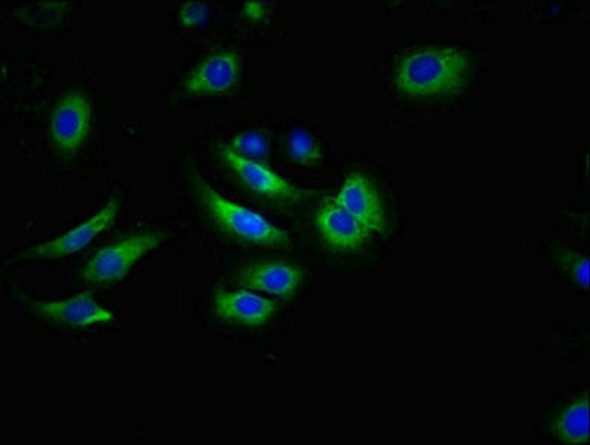 ABCG2 Antibody (PACO53942)