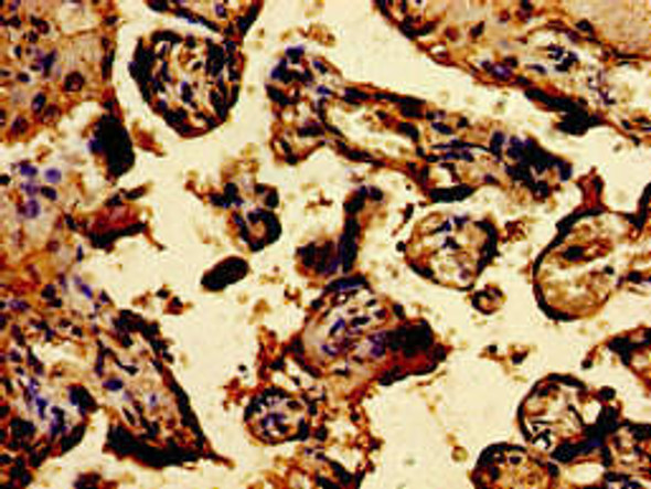 TPT1 Antibody (PACO54402)