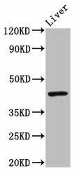 IRF9 Antibody (PACO54826)