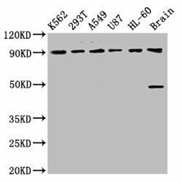 OCA2 Antibody (PACO57060)