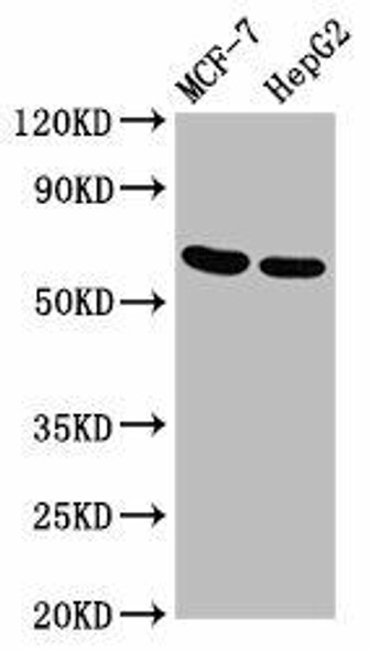 GNAS Antibody (PACO57068)