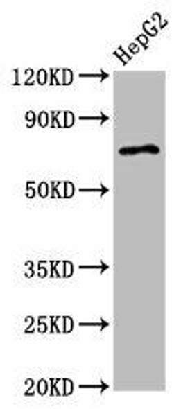 AGPS Antibody (PACO57656)
