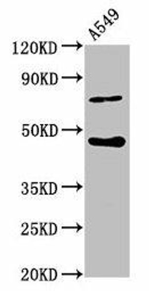 SPOPL Antibody (PACO57988)