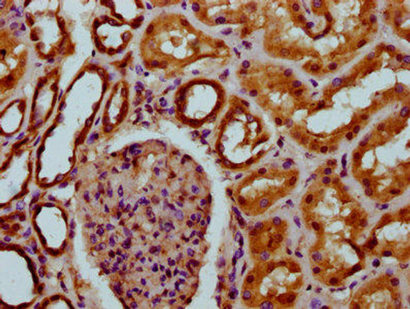 DCSTAMP Antibody (PACO58941)