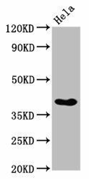 NKX2-3 Antibody (PACO60288)