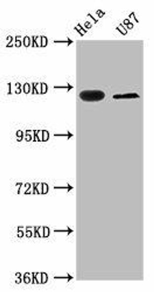 SLC4A5 Antibody (PACO60368)