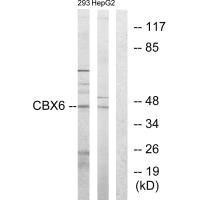 CBX6 Antibody (PACO21711)
