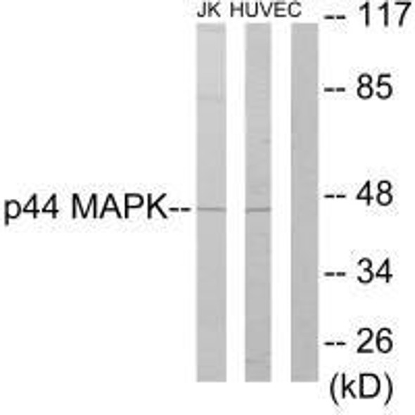 MAPK3 Antibody (PACO21758) MAPK3 Antibody (PACO21758)