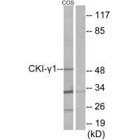 CSNK1G1 Antibody (PACO21960)