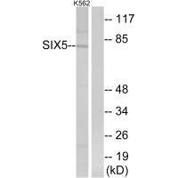 SIX5 Antibody (PACO22380)