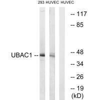 UBAC1 Antibody (PACO22677)