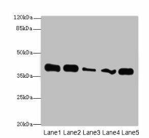 KHDRBS2 Antibody (PACO36554)