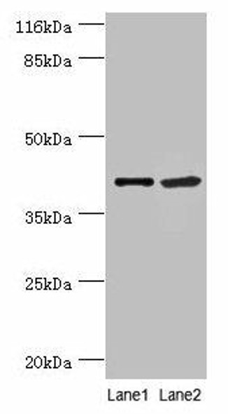 NUDCD3 Antibody (PACO37694)