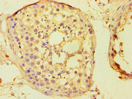 BOLL Antibody (PACO43687)