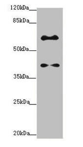 SYCE1 Antibody (PACO44597)