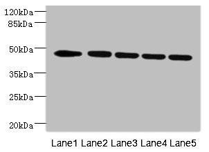 VRK1 Antibody (PACO44854)