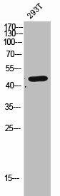 CLN5 Antibody (PACO02444)