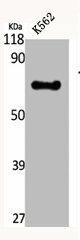 CREB3L2 Antibody (PACO06376)